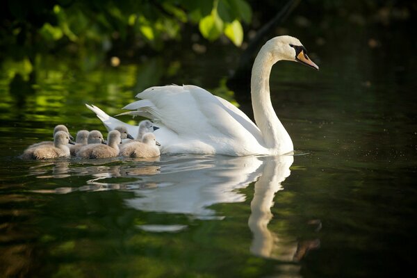 The feeling of motherhood in swans to chicks
