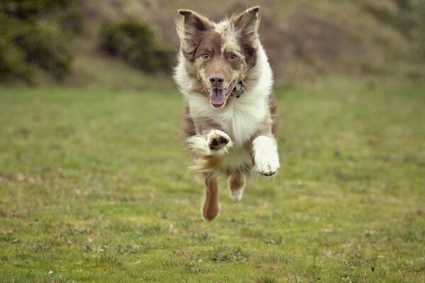 The dog runs and jumps on a green field