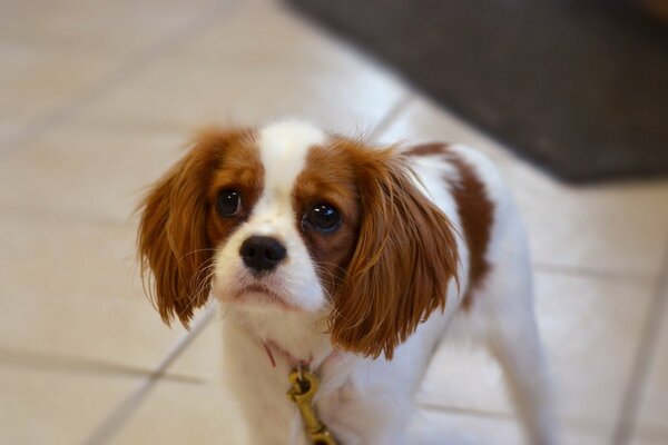 A dog with a sad face and red ears