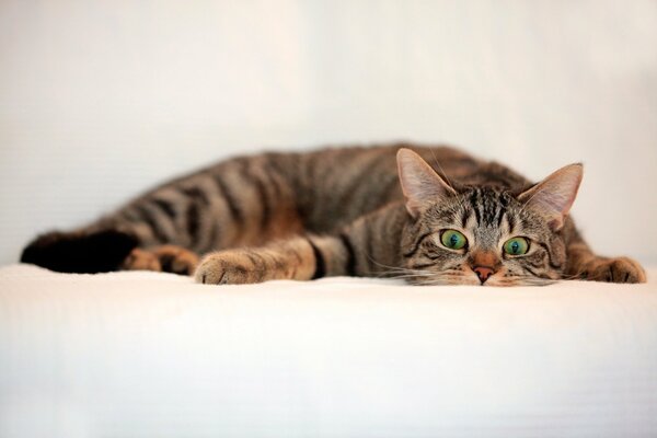 Süße Katze mit grünen Augen auf einem weißen Laken