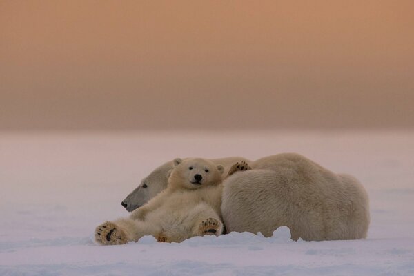 A bear cub with a polar bear mother resting in the snow