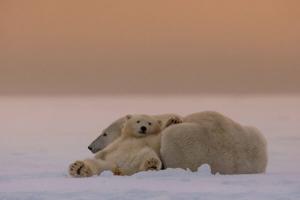 Oso con su madre oso polar descansando en la nieve