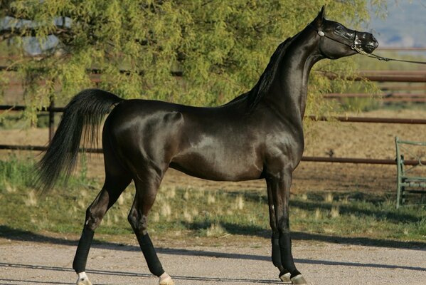 Черный арабский конь стоит в стойке