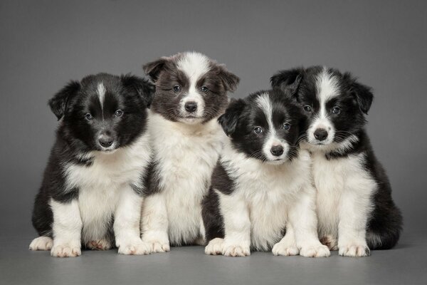 Hermanos y hermanas cachorros border Collie