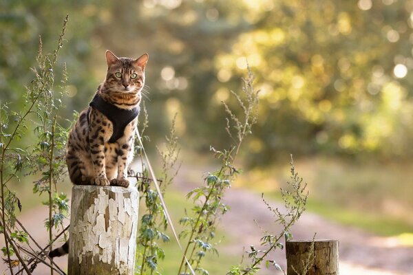 Le regard du chat sur la nature fascinante!