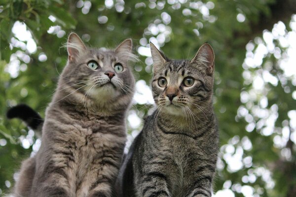 Cute cats are sitting on a tree