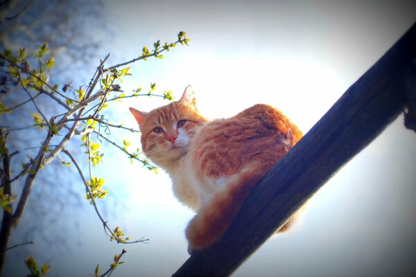 Gatto bianco-rosso su uno sfondo di albero di primavera e cielo