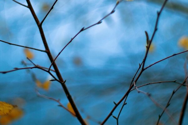 Branche avec des feuilles jaunes sur fond bleu flou