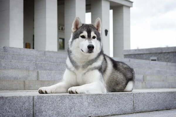 Husky aspetta il suo padrone