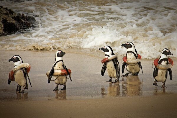 Funny picture. Penguins with lifebuoys