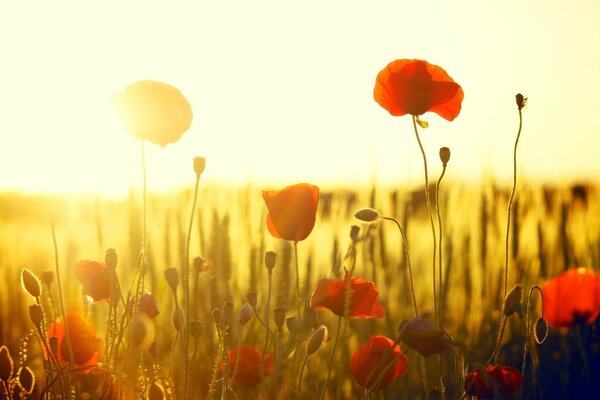 Campo de amapolas rojas al sol