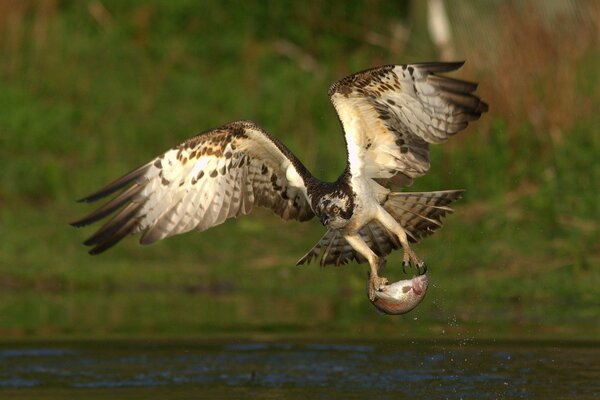 Il predatore trascina il suo pescato fuori dall acqua