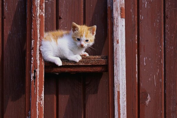 A red-haired kitten on a background of brick boards