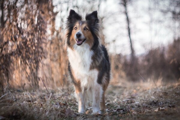 Ein pelziger schöner Hund mit einem interessierten Blick