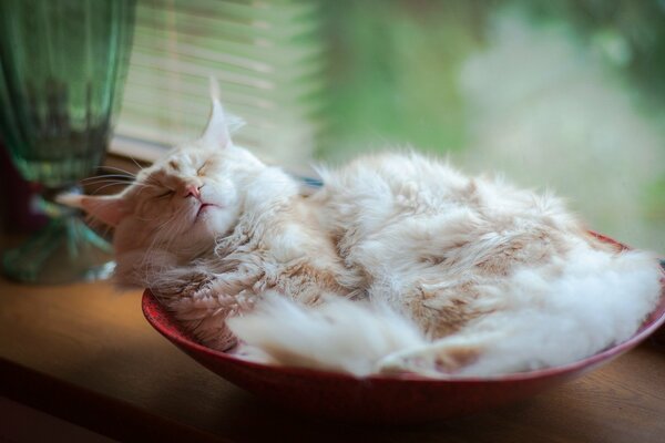 Fluffy cat sleeps at home in a red bowl