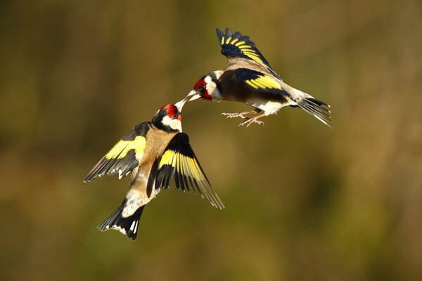 Two goldfinches kiss in flight