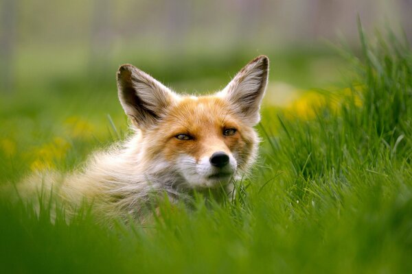 A red fox looks out of the grass