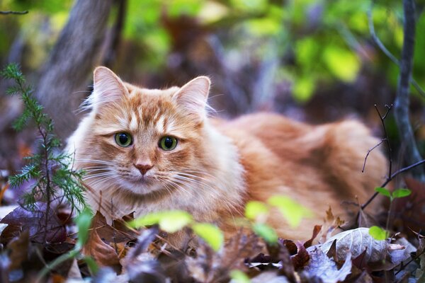 Red-haired blue-eyed cat on the background of autumn foliage