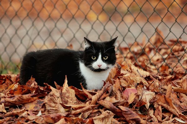 Black and white cat in autumn leaves