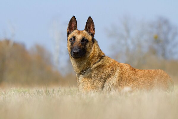 A dog with a beautiful soulful look