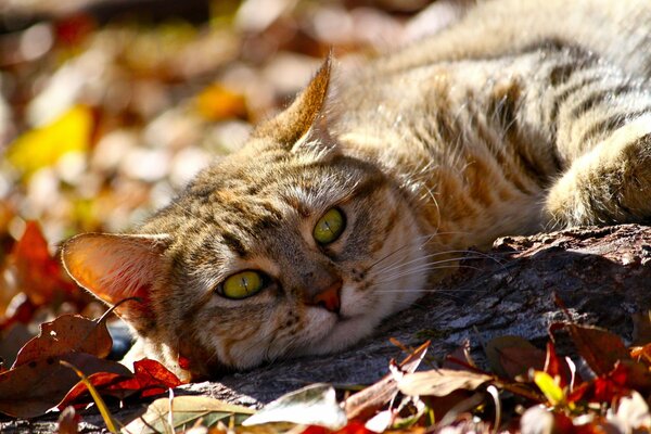 We rejoice in the last , warm days of autumn