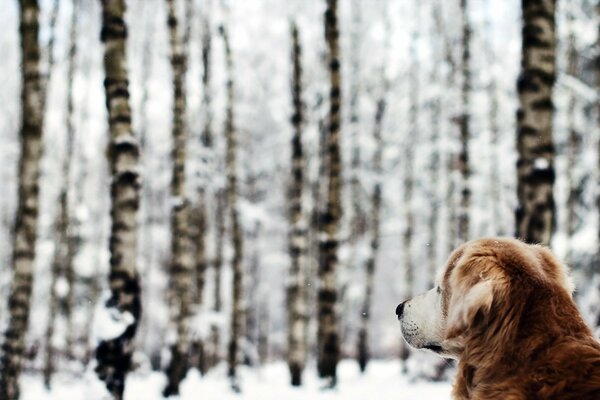 Un gran perro Mira el bosque nevado