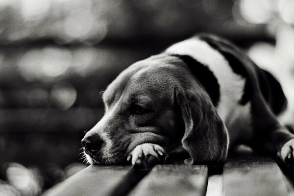 Perro triste en blanco y negro