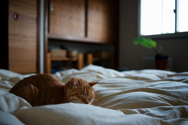 Red cat sleeps on the bed