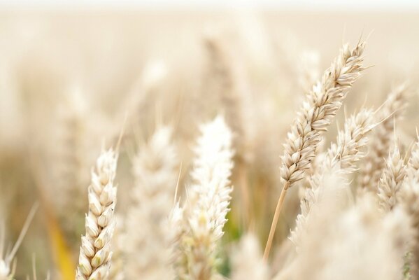 Macro photography of a spikelet of wheat in the field