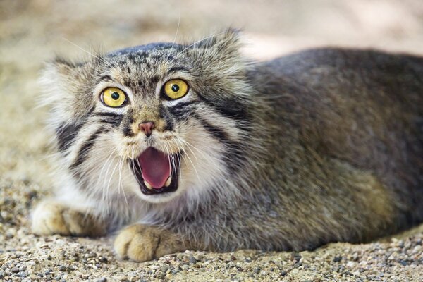 Manul con gli occhi gialli giace con la bocca aperta