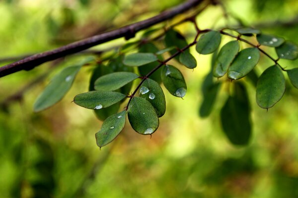 Las hojas del árbol están cubiertas con gotas de rocío de la mañana