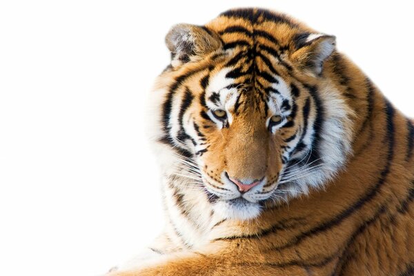 The look of an adult Amur tiger on a white background