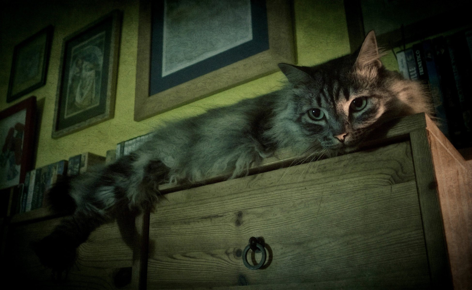 fluffy cat cat chest of drawers lying gray