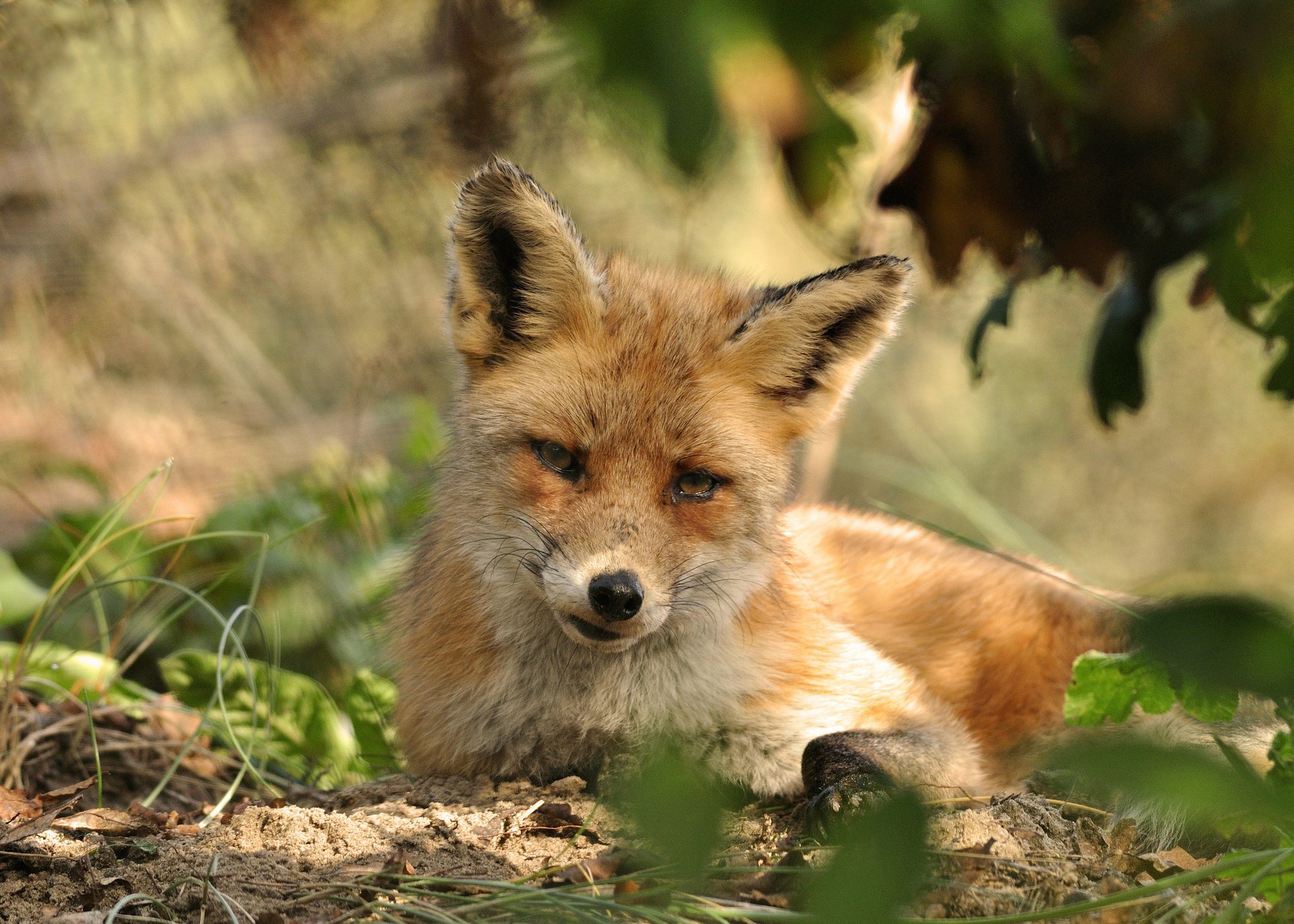 zweige rest rotschopf blätter fuchs