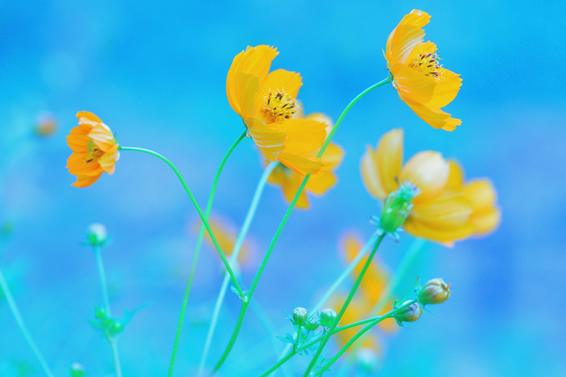 cosmea jaune fleurs fond bleu