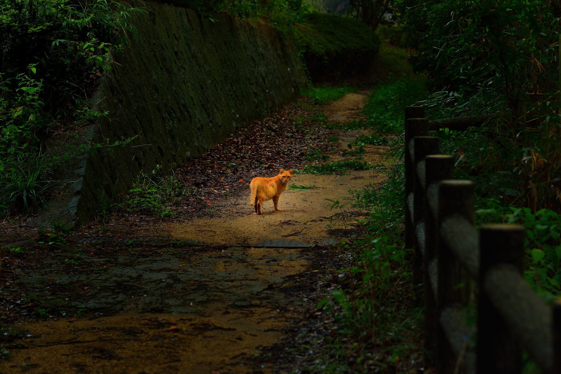 park straße katze rot zaun katze