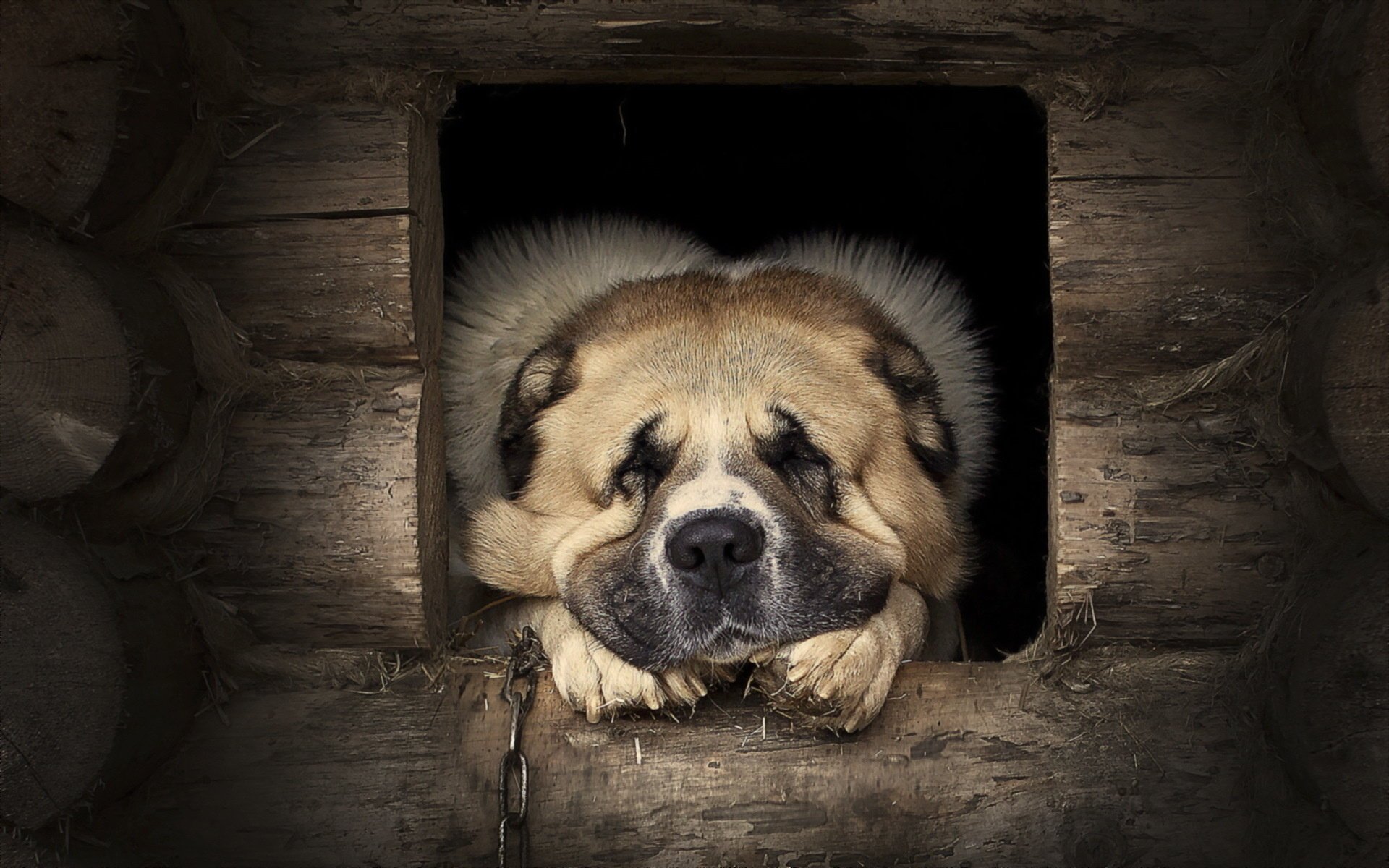 hund wächter freund