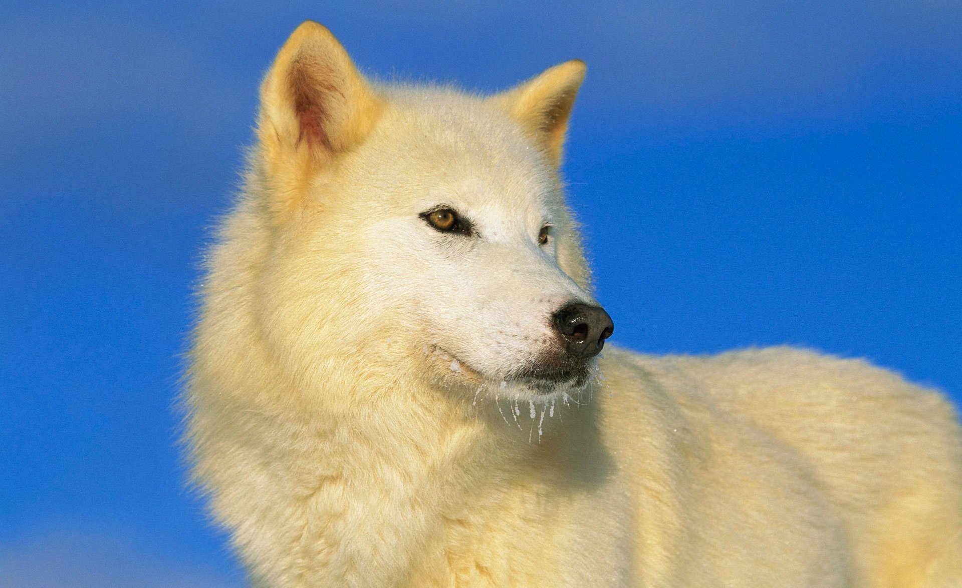 lupo bianco blu predatore cielo vista