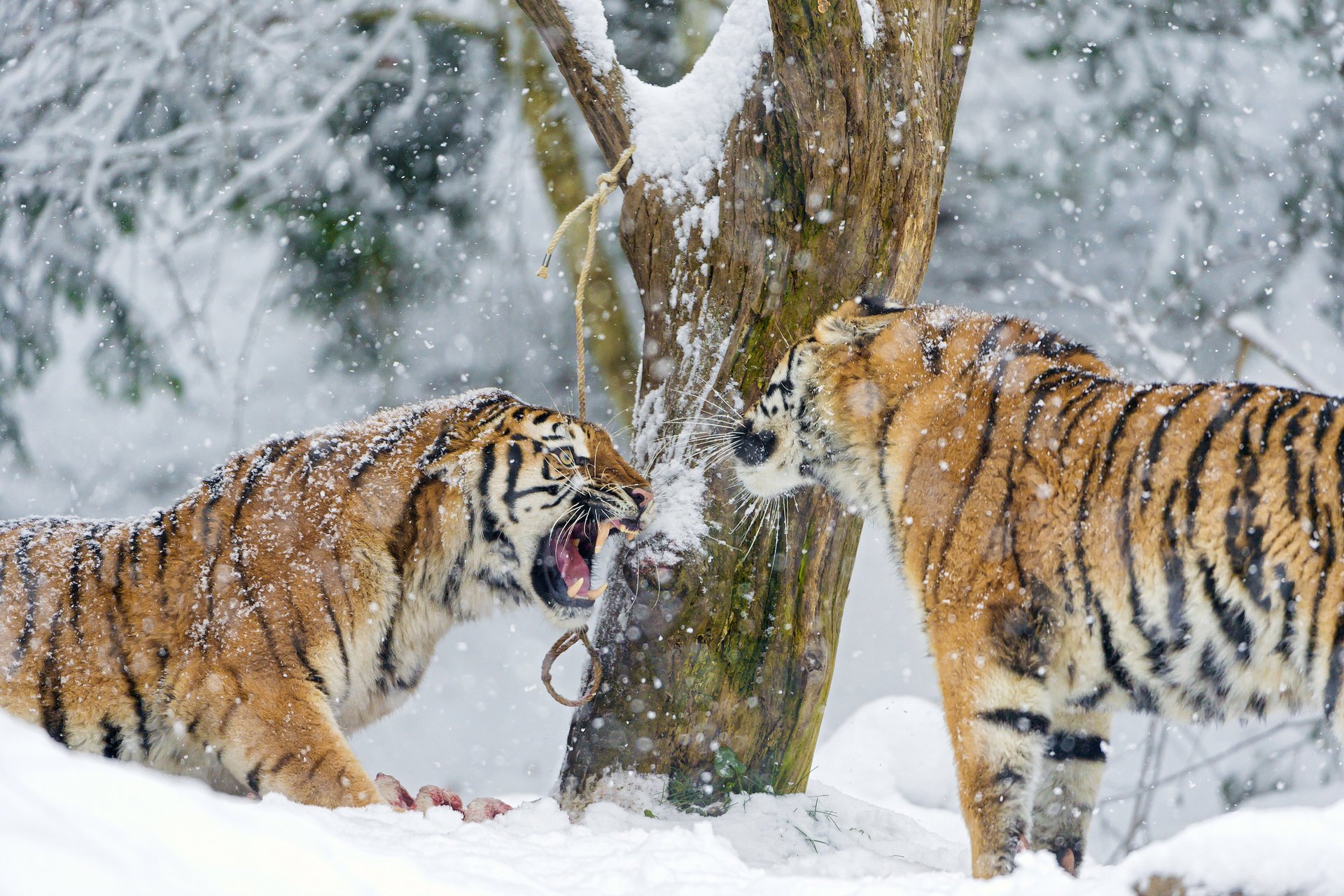 prédateur grand chat neige couple crocs tigre de l amour