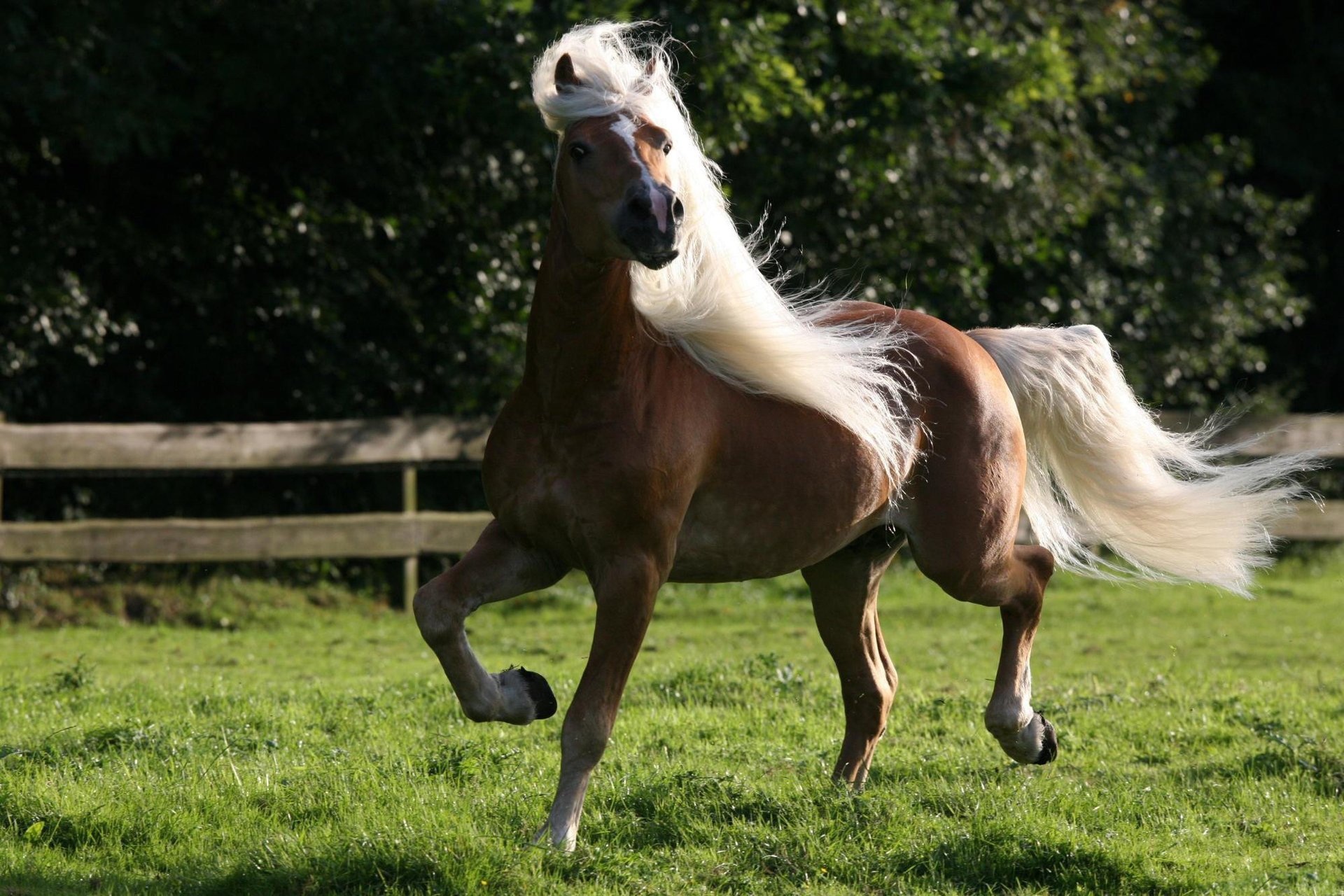 corral mane the fence grass white tail horse