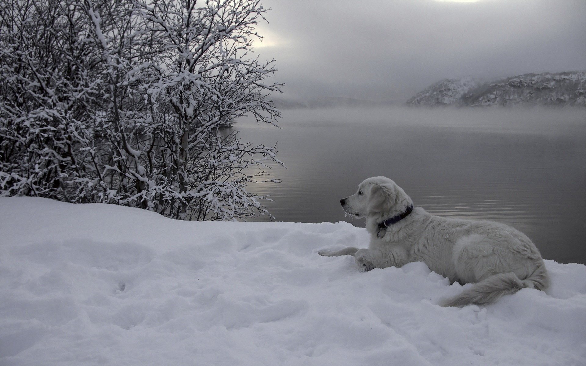 dog river snow each