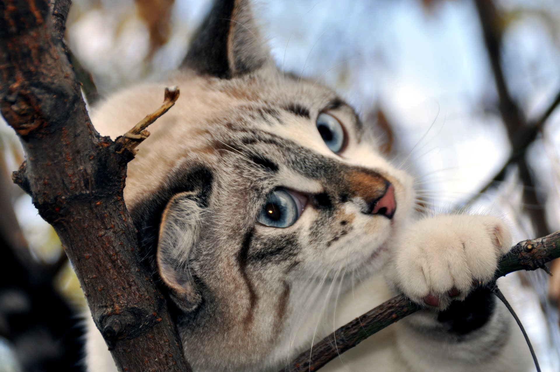 pink nose blue eyes legs snow branch