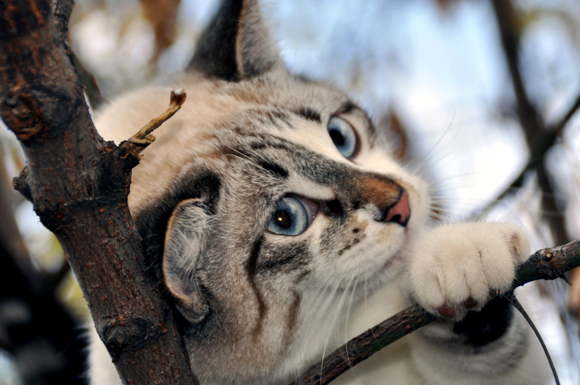 nez rose yeux bleus pattes neigeux branche