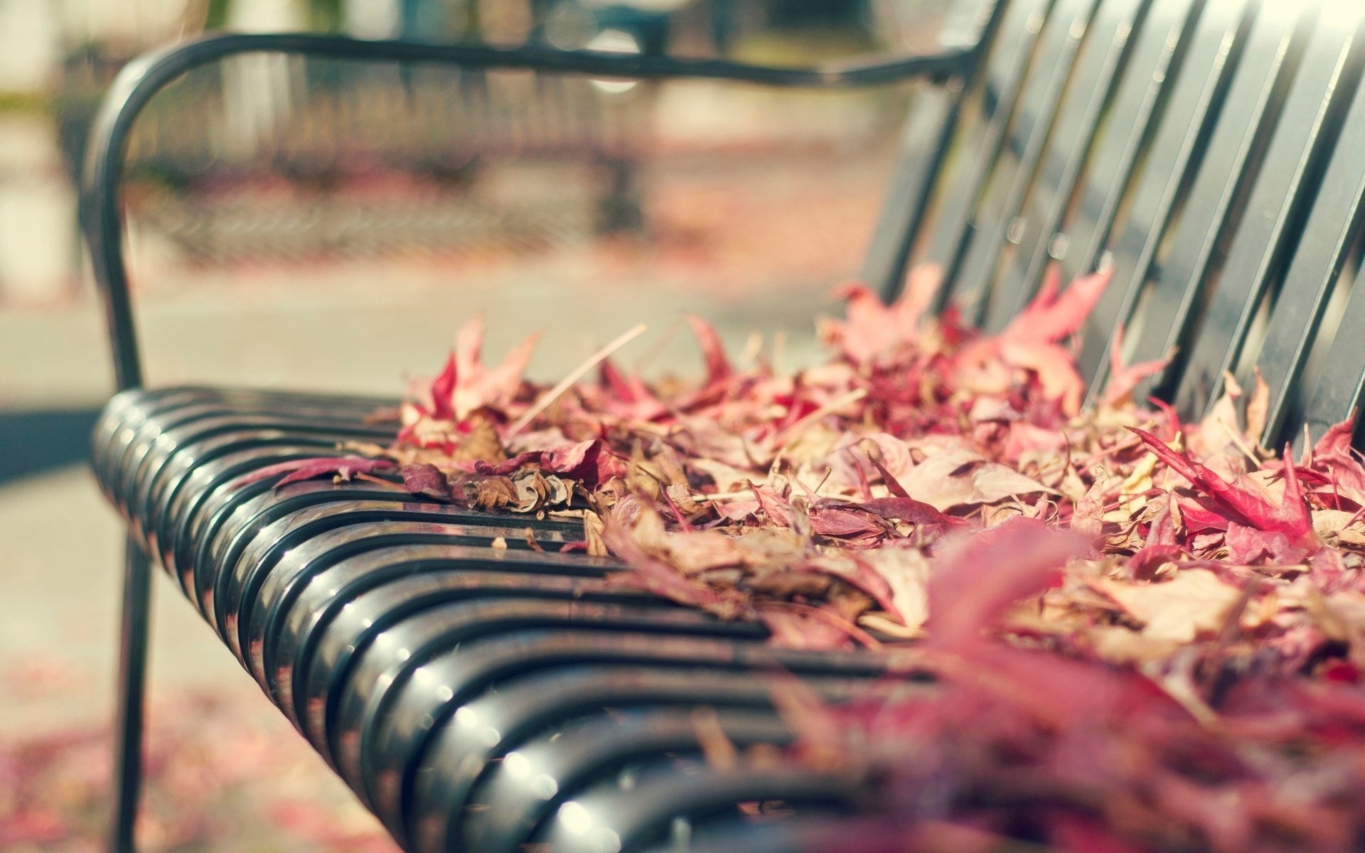 macro bench bench leaves bench leave
