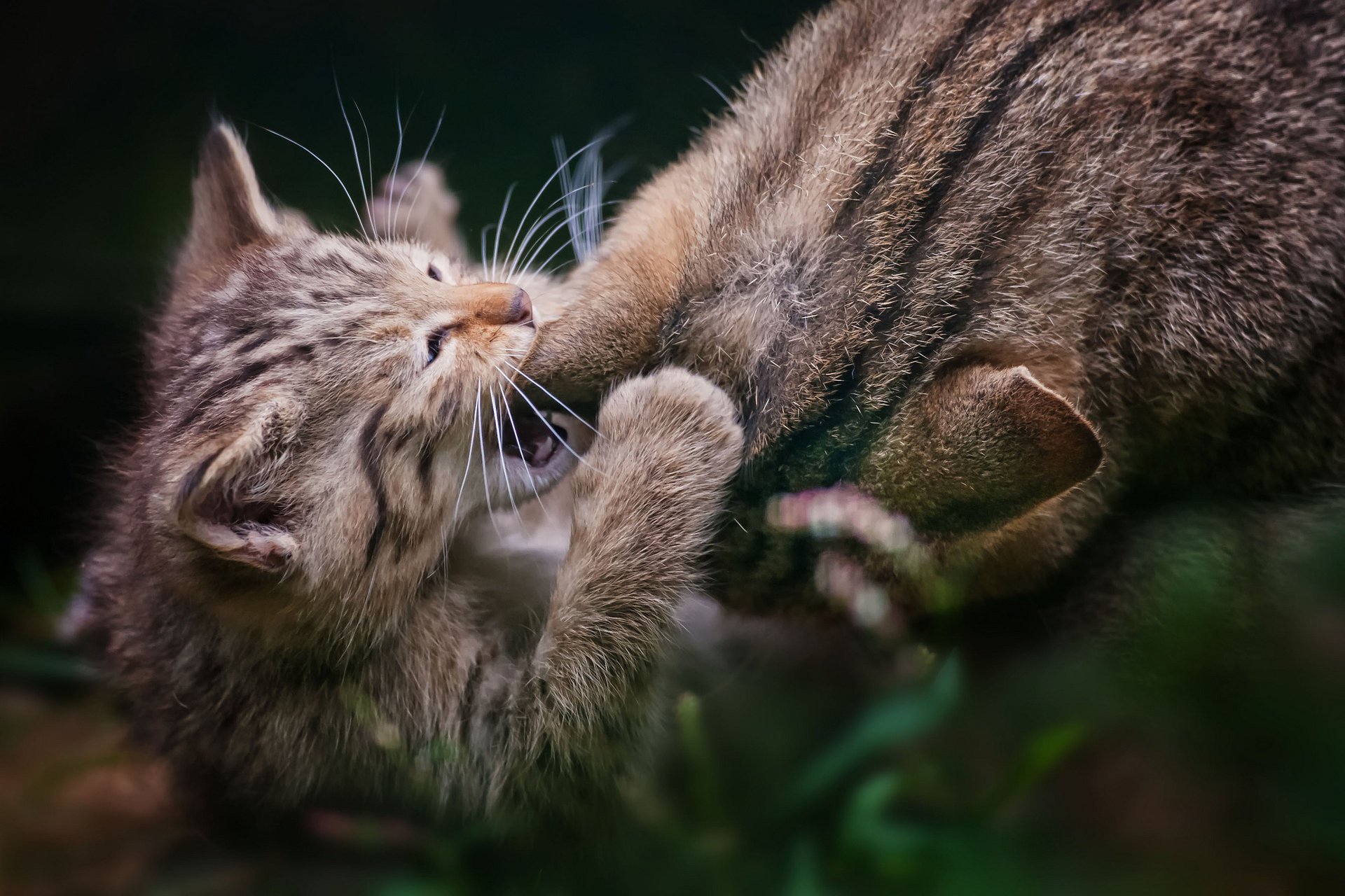 gato juego gatito gris familia
