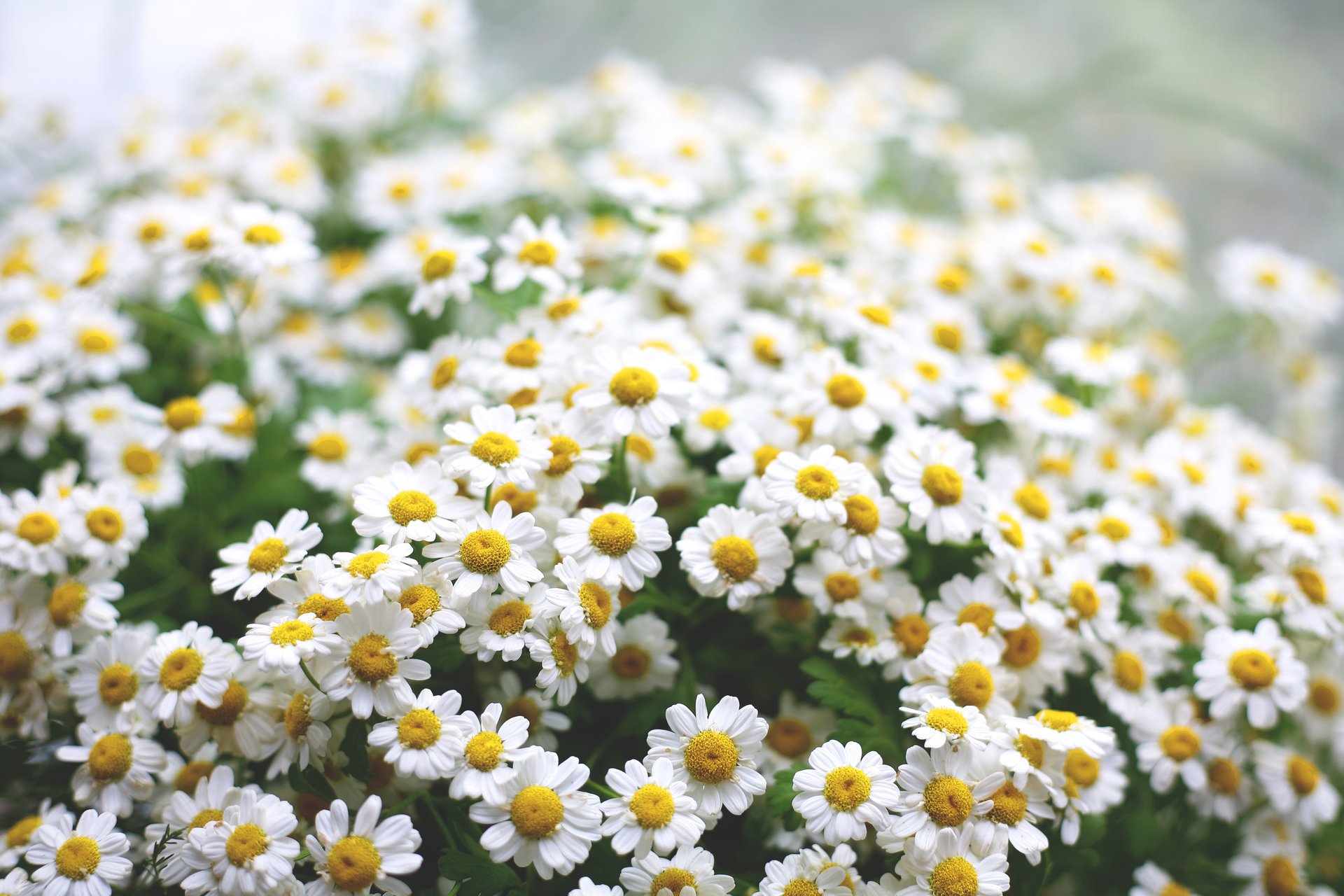 flowers chamomile morning greens macro mood