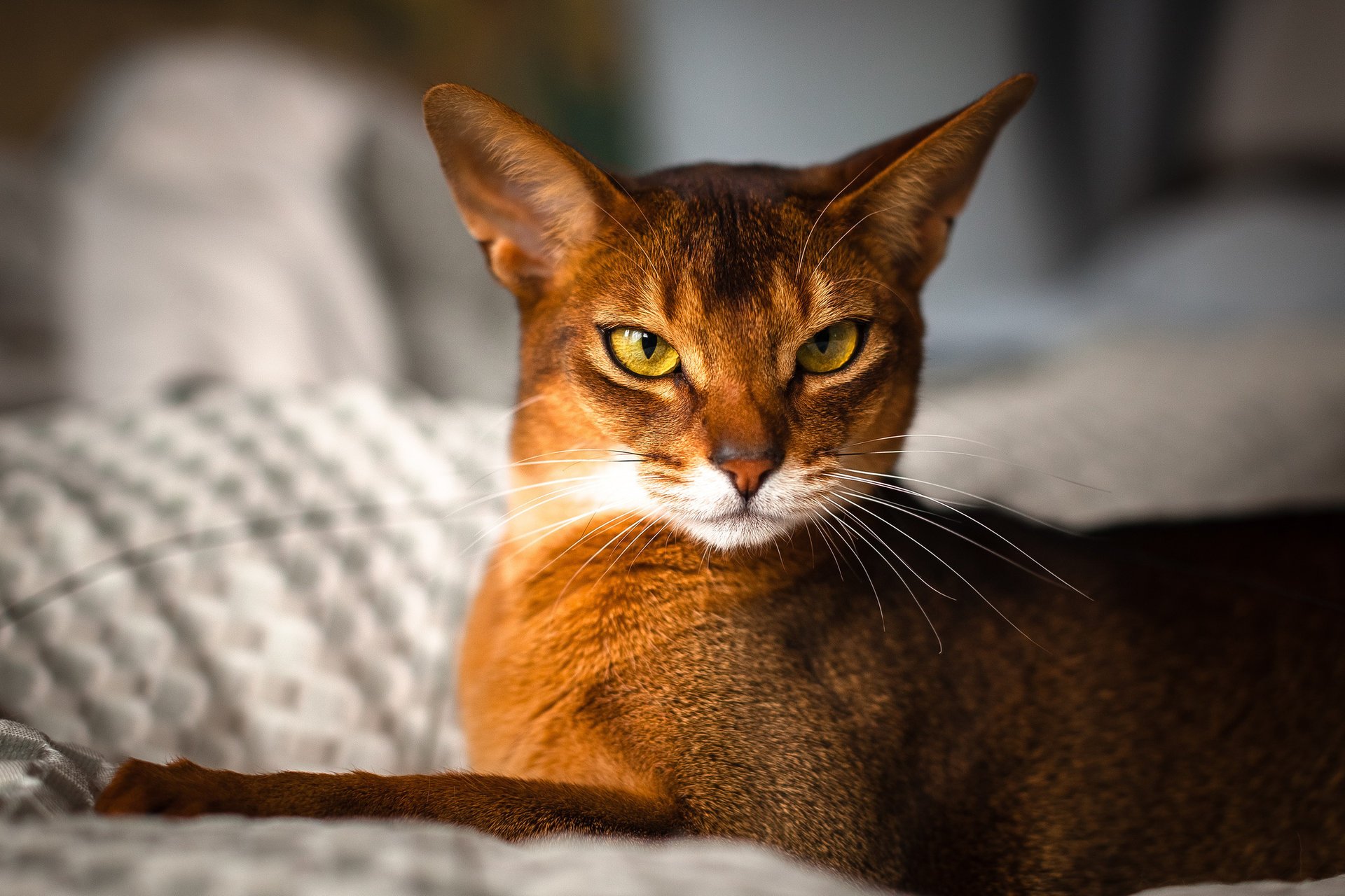von johnny katze abyssinian rosso blick