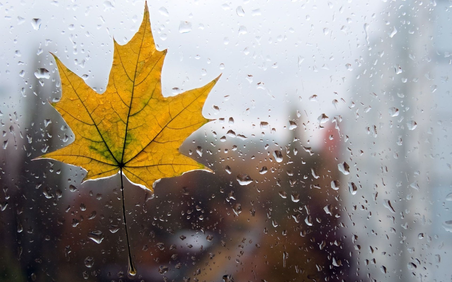 macro drops leaf shape leaflet rain yellow