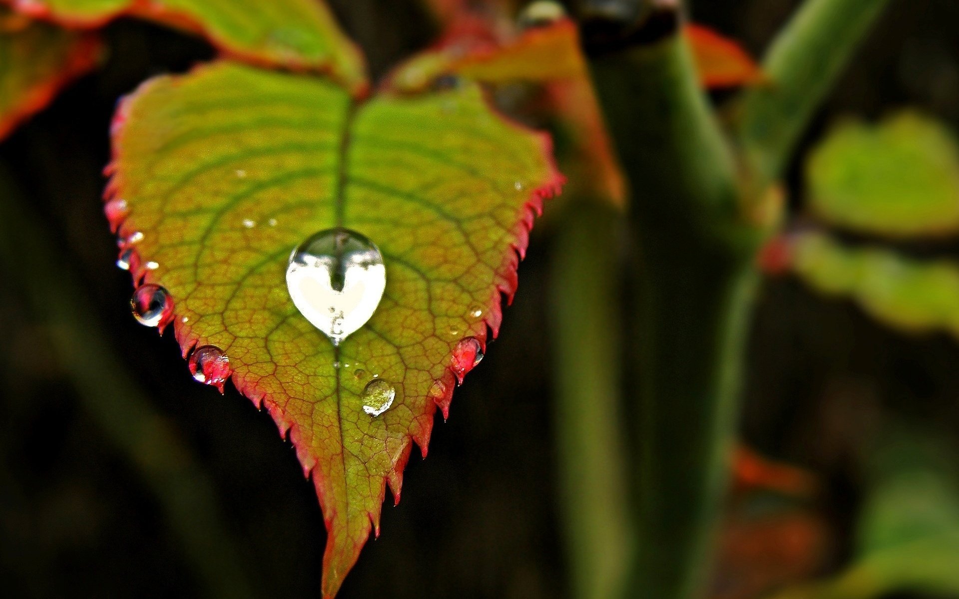 macro leaves leaf green leaflet dew drop