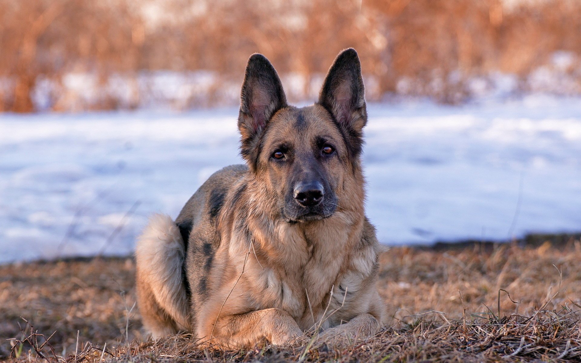 berger allemand ami chien vue